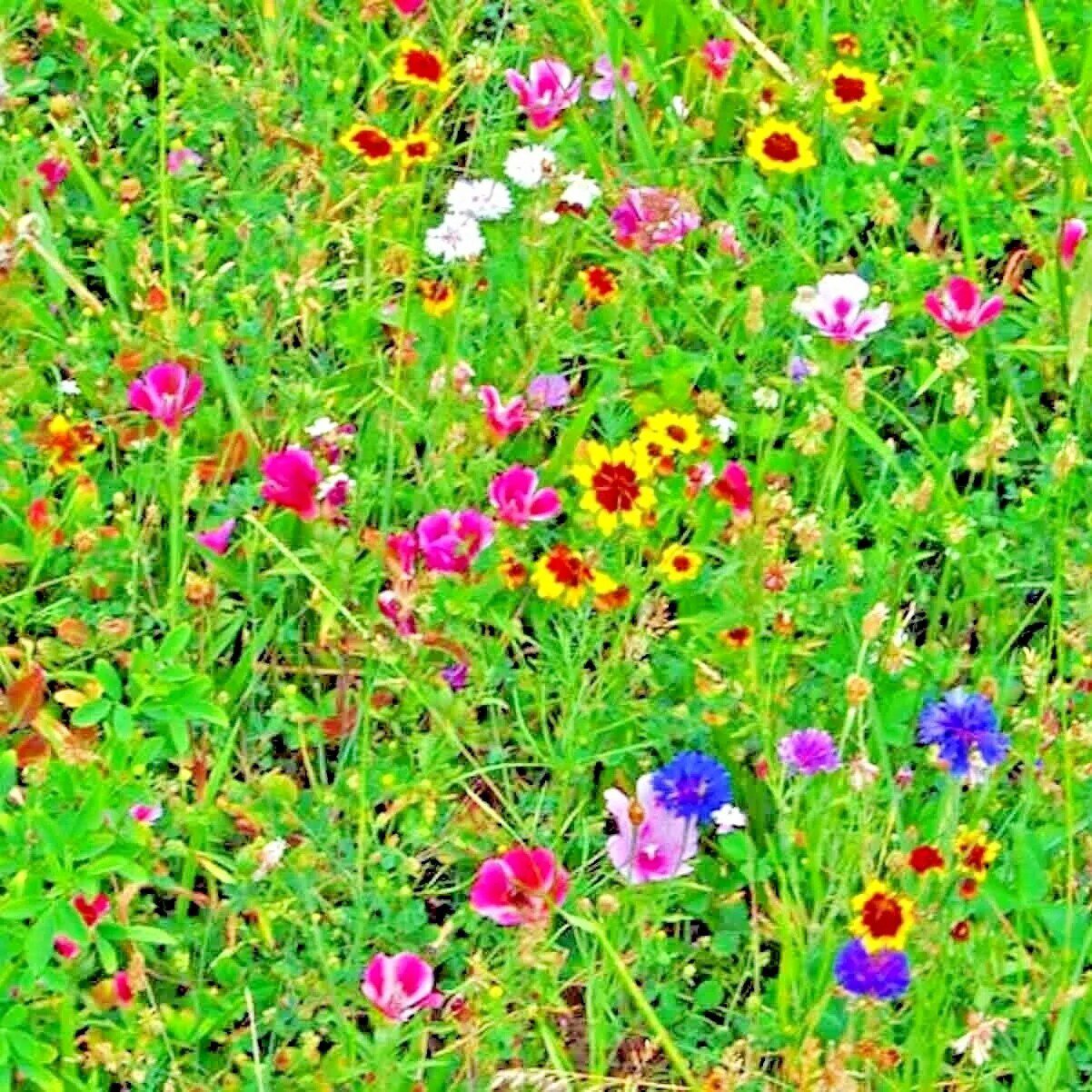 2000 Arugula Seeds Spring Vegetable Garden Salad Greens Herbs Microgreens Bulk