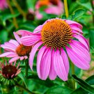 400 Painted Daisy Tricolor Spring Mix Seeds Gigantic Flowers Butterflies Bees