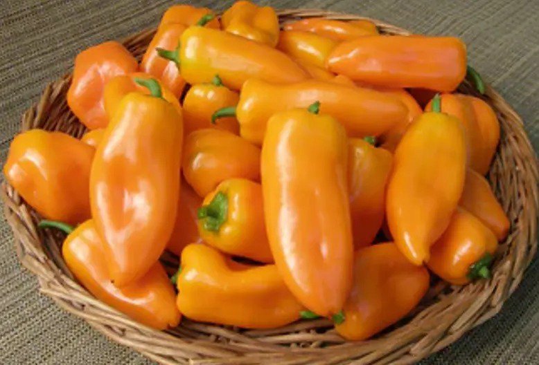 Pepper Habanero Yellow, Orange & Red Vegetable Seed Specialty Seeds