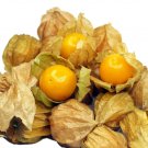 Ghost Pepper Organic Vegetable Seeds Specialty Seeds