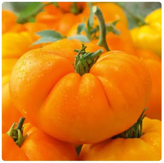 Tomatillo Pineapple Vegetable Seeds Nongmo Specialty Seeds