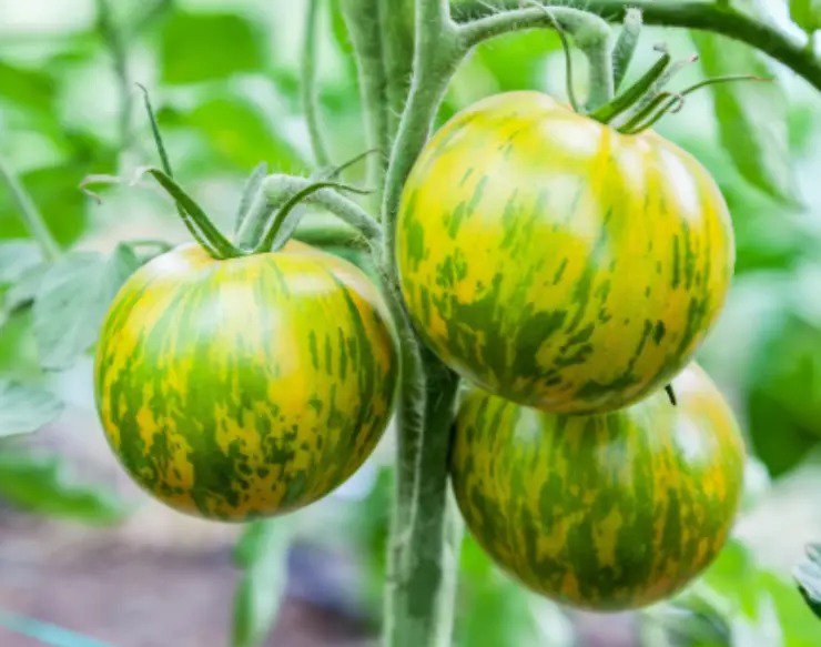 Pepper Mini Snacking Baby Belle Vegetable Seeds Specialty Seeds