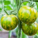 Pepper Mini Snacking Baby Belle Vegetable Seeds Specialty Seeds