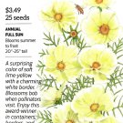 Cosmos Apricotta Flower Seeds