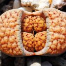 Beaked Yucca, Yuca Rostrata Big Bend Agave Garden Aloe Tree Like Seed 100 Seeds