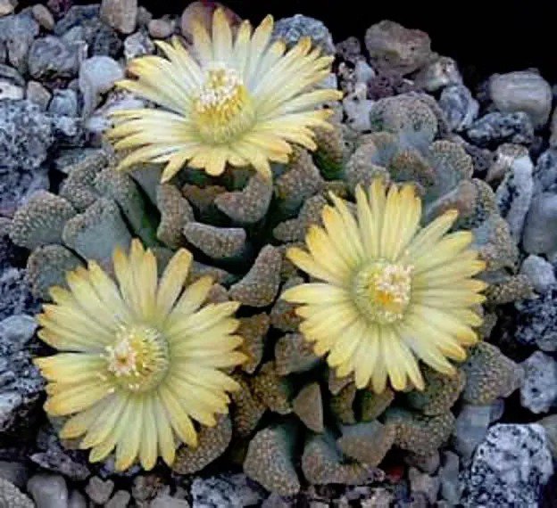 Gibbaeum Heathii Elevata, Succulent Rare Ice Living Rocks Seed 100 Seeds