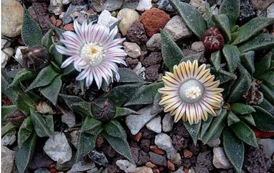 Gibbaeum Heathii Elevata, Succulent Rare Ice Living Rocks Seed 50 Seeds