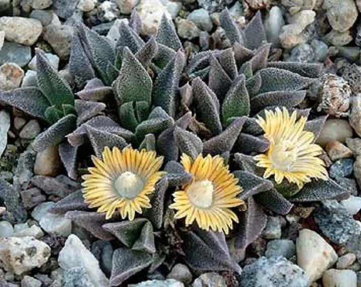 Euphorbia Sp Nova Aff Perrieri Madagascar Rare Bonsai Cacti Seed 10 Seeds