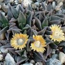 Euphorbia Sp Nova Aff Perrieri Madagascar Rare Bonsai Cacti Seed 10 Seeds