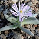 Euphorbia Neohumbertii Blue Leaf Madagascar Palm Cacti Rare Seed 30 Seeds
