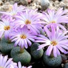 Euphorbia Clava Sudafrica Africa Treisia African Rare Bonsai Seed 6 Seeds