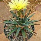 Cardboard Palm, Zamia Furfuracea Sago Cycad Plant Tree Mexican Seed 30 Seeds