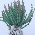 Hens And Chicks Variety Mix Rare Houseleeks Succulent Flowering Seed 100 Seeds