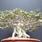 Hens And Chicks Variety Mix Rare Houseleeks Succulent Flowering Seed 50 Seeds