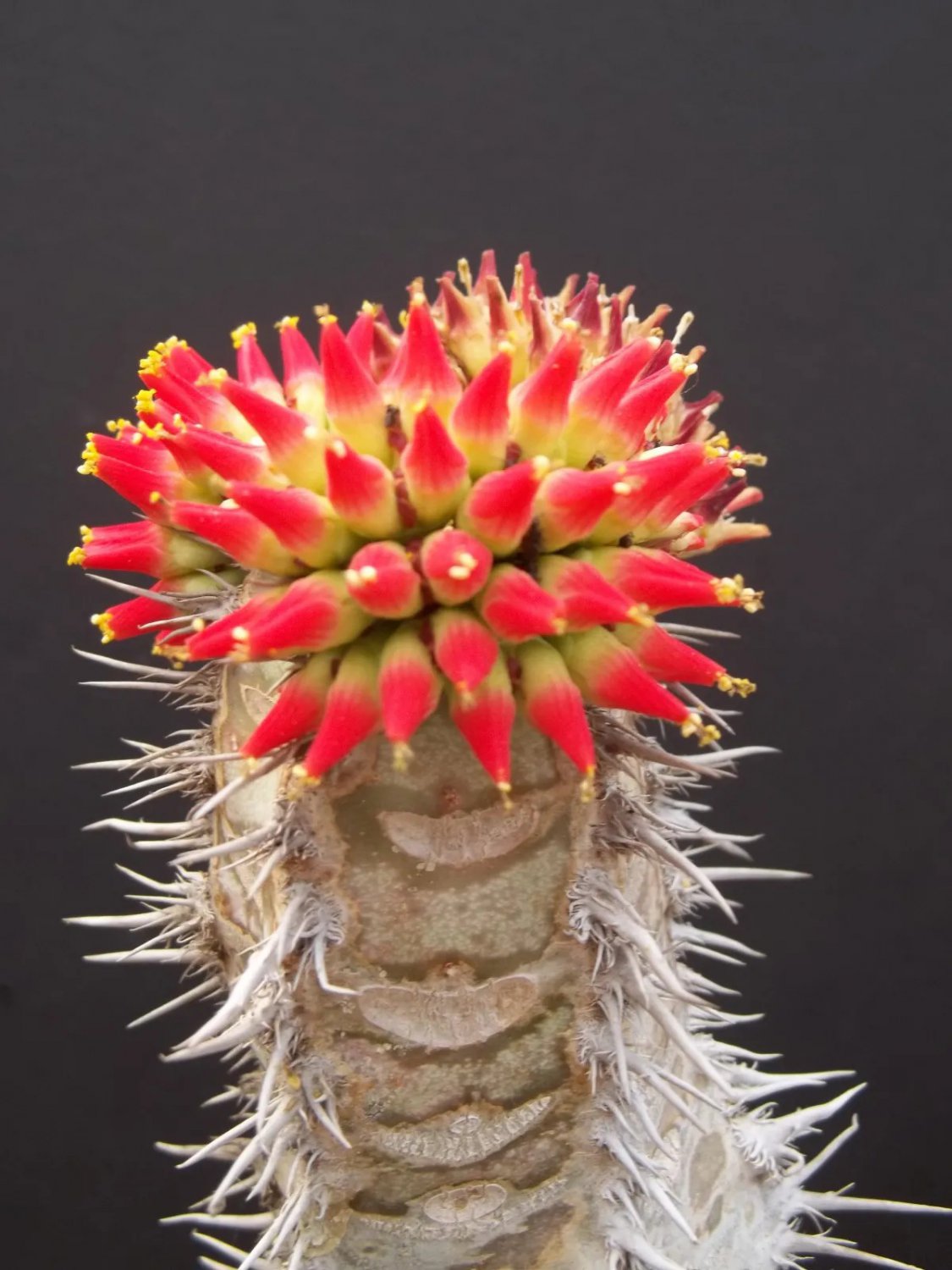 Gibbaeum Nebrowni Succulent Rare Ice Living Rocks Seed 100 Seeds