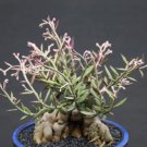 Gibbaeum Gibbosum Sb640 Succulent Rare Living Rocks Seed 50 Seeds