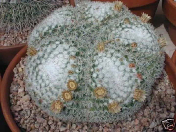 Gibbaeum Esterhuyseniae, Succulent Rare Ice Living Rocks Seed 100 Seeds