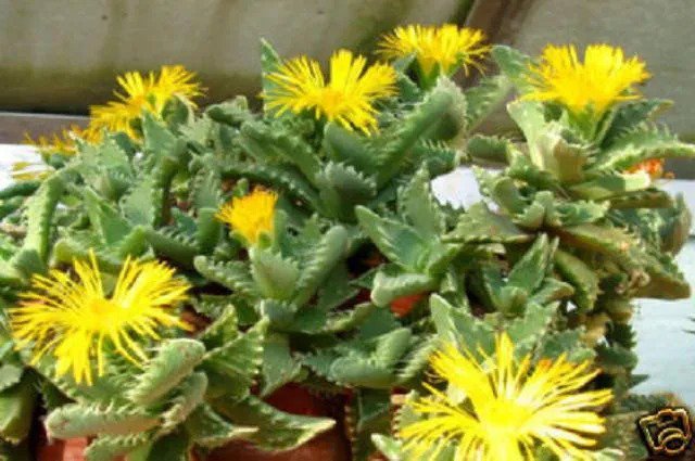 Lithops Hookeri Vermiculate Form C336 Rare Living Stones 15 Seeds