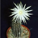 Euphorbia Hofstaetteri Madagascar Succulent Rare Bonsai Seed 10 Seeds