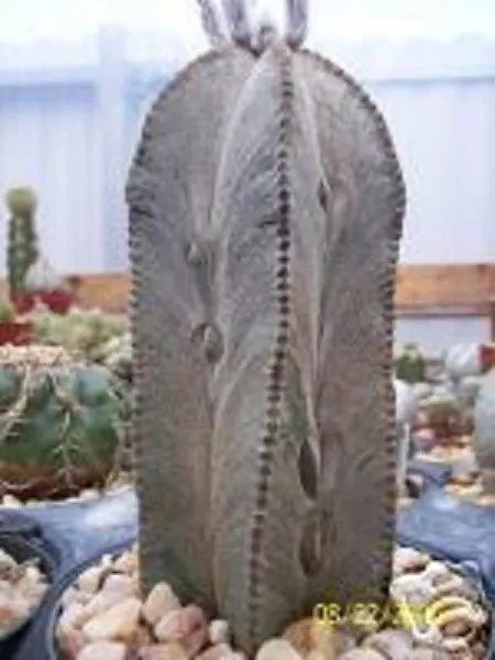 Espostoa Mirabilis Rare Cactus Plant Flowering Succulent Cacti Seed 100 Seeds