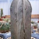 Espostoa Mirabilis Rare Cactus Plant Flowering Succulent Cacti Seed 100 Seeds