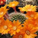 Conophytum Longum Rare Mesemb Succulent Rock Living Stones Seeds 50 Seeds