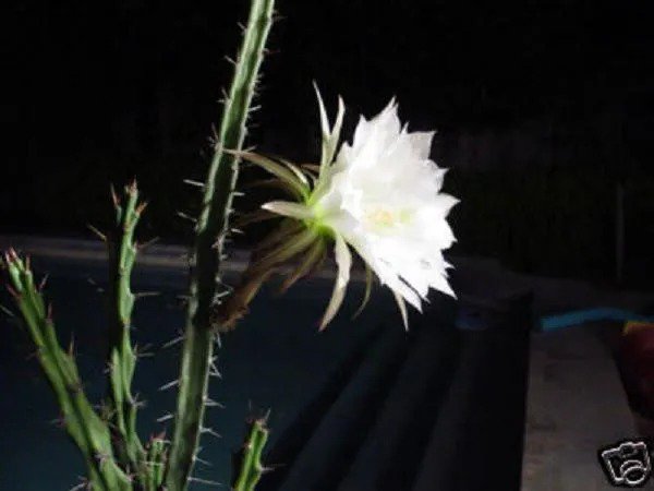 Conophytum Cubicum, Rare Mesemb Succulents Seed Living Stones 50 Seeds