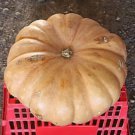 Bijlia Dilatata ""Prince Albert"", Rare Living Stones Rock Seed 100 Seeds