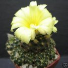 Astrophytum Myriostigma Cuadricostatum Variegated, Cactus Cacti Seed 30 Seeds