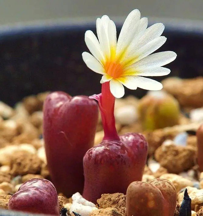Argyroderma Ringens, Rare Succulent Cactus Seed Stones 100 Seeds