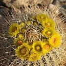 Argyroderma Crateriforme, Succulent Cactus Seed Stones 100 Seeds