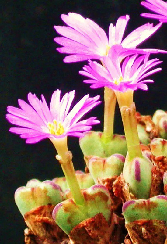 Argyroderma Crateriforme, Succulent Cactus Seed Stones 50 Seeds