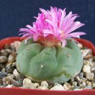 Argyroderma Congregatum Rare Mesemb Succulent Cacti Seed Stones 100 Seeds