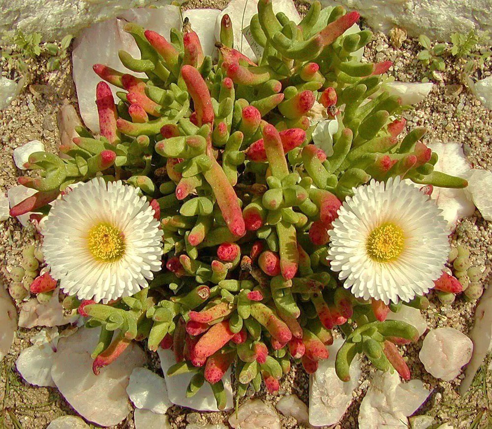 Argyroderma Congregatum Rare Mesemb Succulent Cactus Seed Stones 50 Seeds