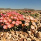 Conophytum Maughanii, Mesemb Succulents Seed Living Stones 15 Seeds