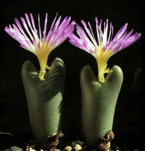 Lithops Naureeniae, Rare Succulent Living Stones Cactus 15 Seeds