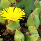 Conophytum Longum Rare Mesemb Succulent Rock Living Stones Seeds 15 Seeds