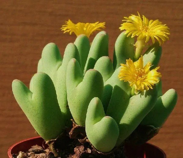 Conophytum Cubicum, Rare Mesemb Succulents Seed Living Stones 15 Seeds