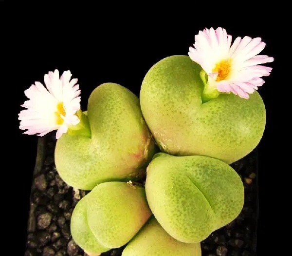 Conophytum Ficiforme, Rare Mesemb Succulent Seed Living Stones 15 Seeds