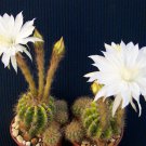 Oophytum Nordenstamii, Rare Living Stones Rock Succulent Seed 15 Seeds
