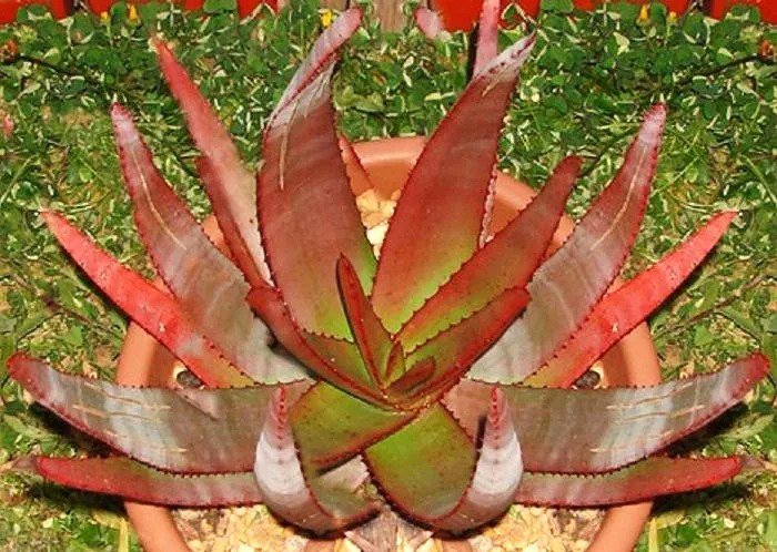 Gibbaeum Comptonii Succulent Rare Ice Living Rocks Seed 20 Seeds