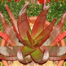 Gibbaeum Comptonii Succulent Rare Ice Living Rocks Seed 20 Seeds