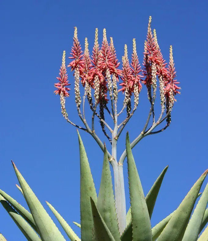 Notocactus Concinnus Rare Parodia Cactus Flowering Succulent Cacti Seed 15 Seeds