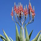 Notocactus Concinnus Rare Parodia Cactus Flowering Succulent Cacti Seed 15 Seeds