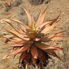Lobivia Haagei Rare Rebutia Cactus Plant Flowering Succulent Cacti Seed 15 Seeds