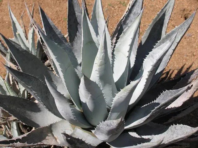 Espostoa Mirabilis Rare Cactus Plant Flowering Succulent Cacti Seed 15 Seeds