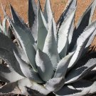 Espostoa Mirabilis Rare Cactus Plant Flowering Succulent Cacti Seed 15 Seeds
