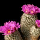 Gymnocalycium Marquezii, Rare Cactus Plant Flowering Succulent Cacti 15 Seeds