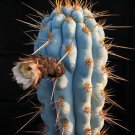 Fenestraria Aurantiaca, Rare Window Rock Baby Toes Seed 10 Seeds