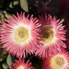 Conophytum Ursprungianum Rare Mesemb Living Rock Stones Seed 50 Seeds